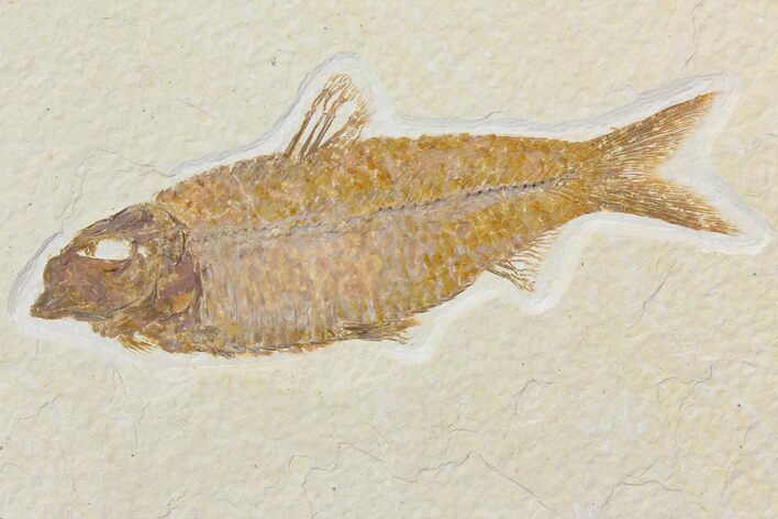 Detailed Fossil Fish (Knightia) - Wyoming #116775